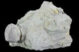 Blastoid (Pentremites) Fossil - Illinois #92235-1